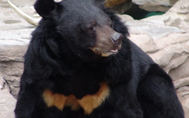 Asiatic Black Bear reference