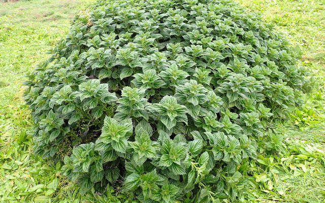 Stinging Nettle reference