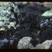 Black-Bearded Lichen reference