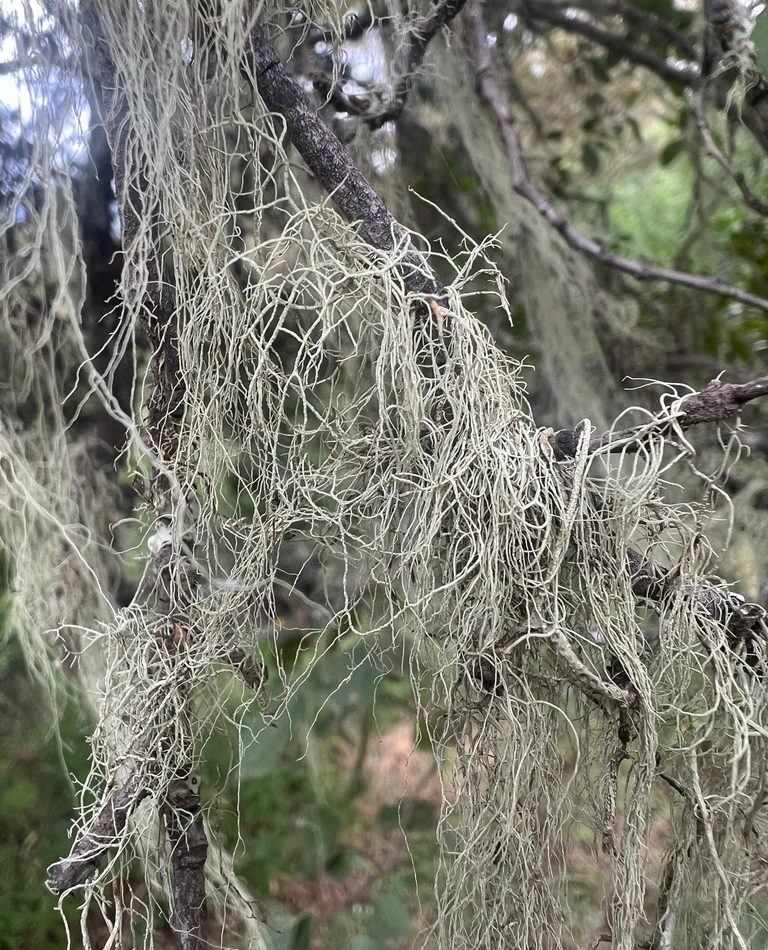 Old Man's Beard Lichen reference