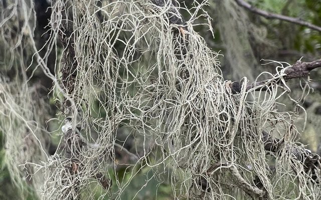 Old Man's Beard reference