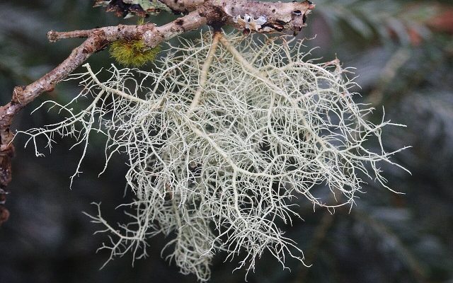Old Man's Beard reference