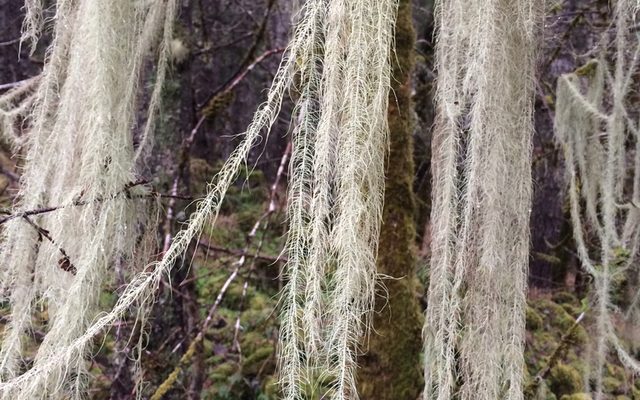 Methuselah's Beard Lichen reference