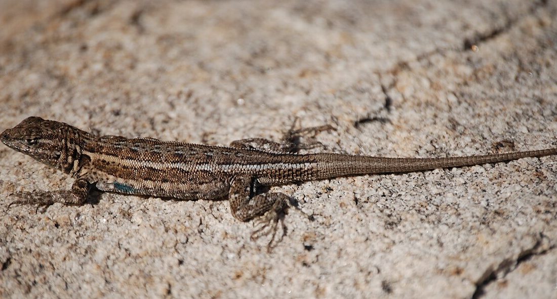 Common Side-blotched Lizard reference