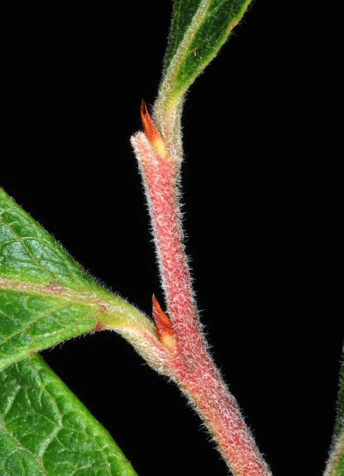 Northern highbush blueberry reference