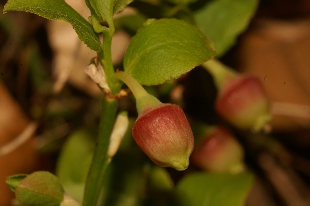 Bilberry reference
