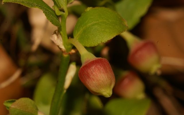 Bilberry reference