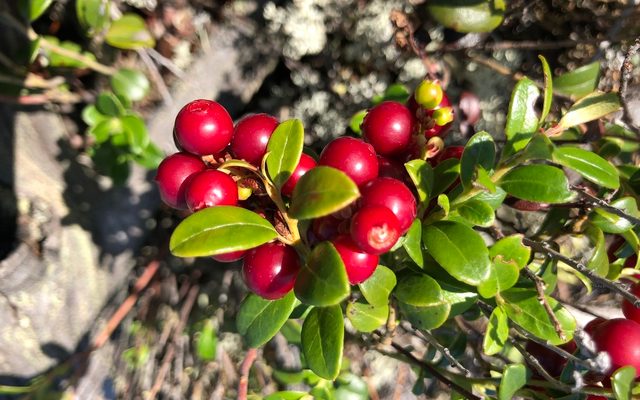 Lingonberry reference