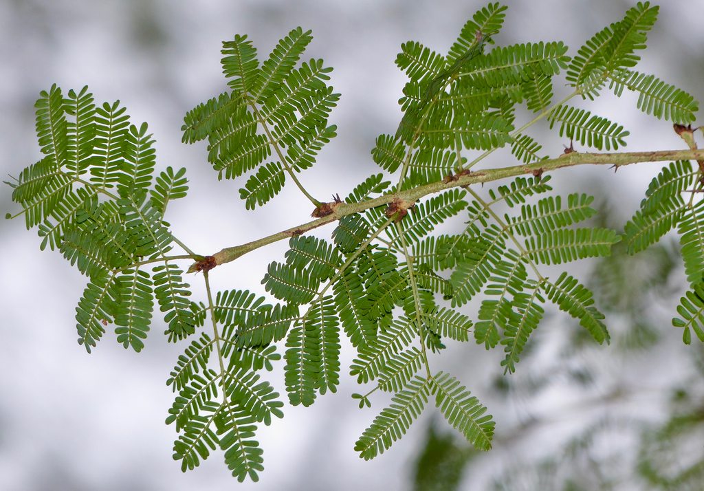 Yellow Fever Tree reference