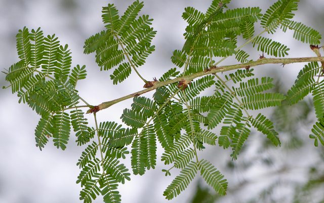 Fever Tree reference