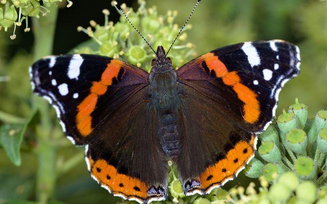 Red Admiral reference