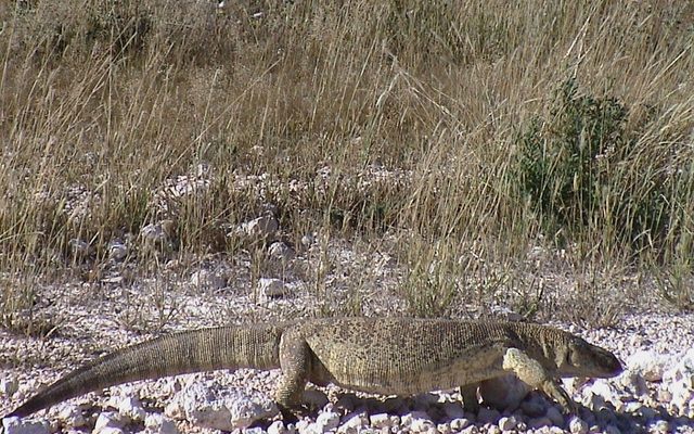 White-throated Monitor reference