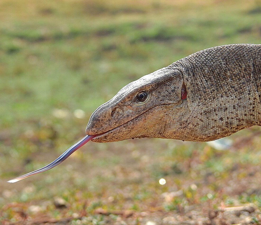 Bengal Monitor reference