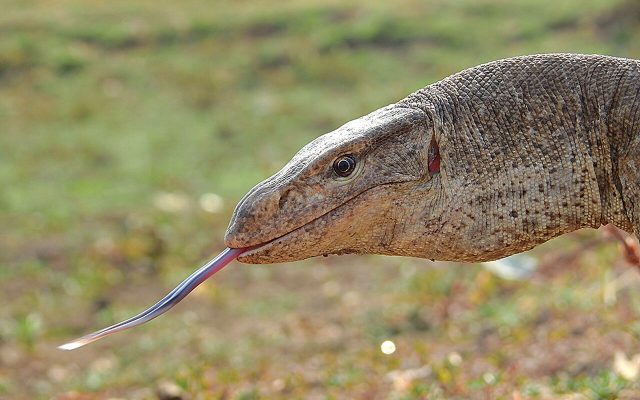 Bengal Monitor reference