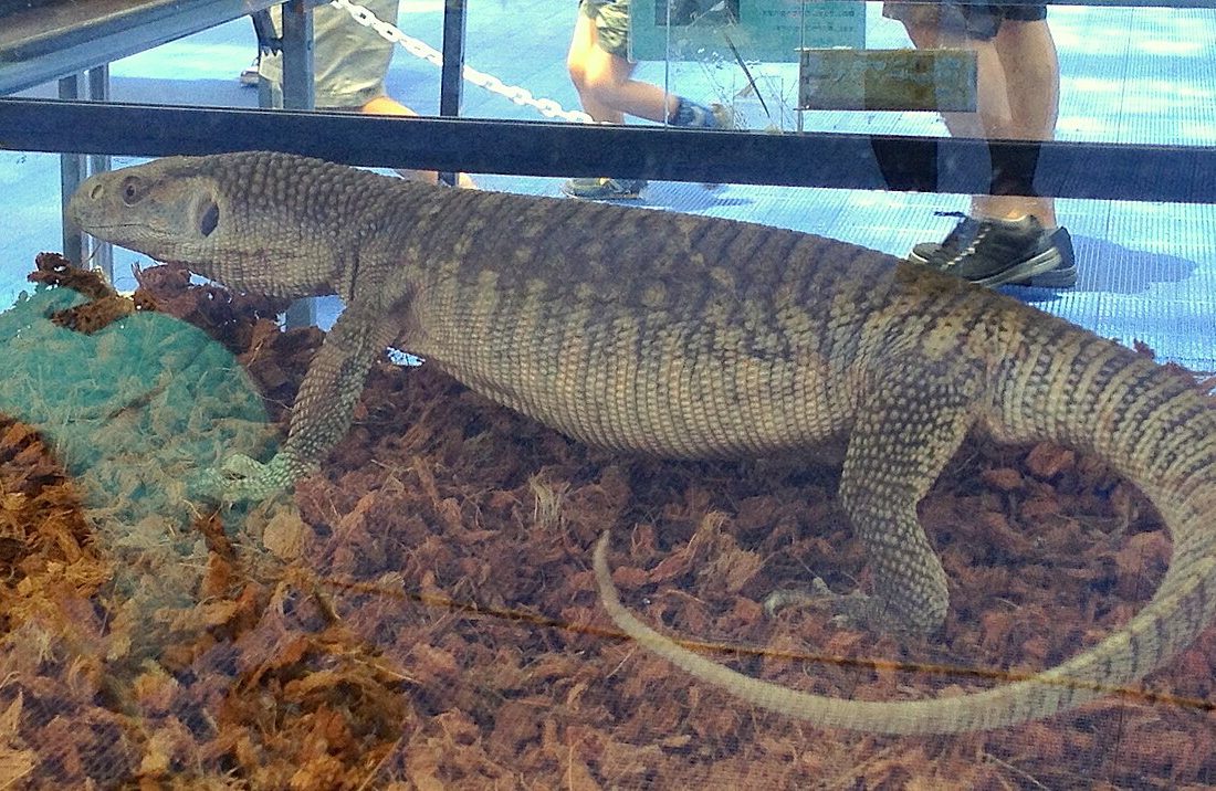 Varanus exanthematicus reference