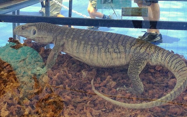 Savannah Monitor reference