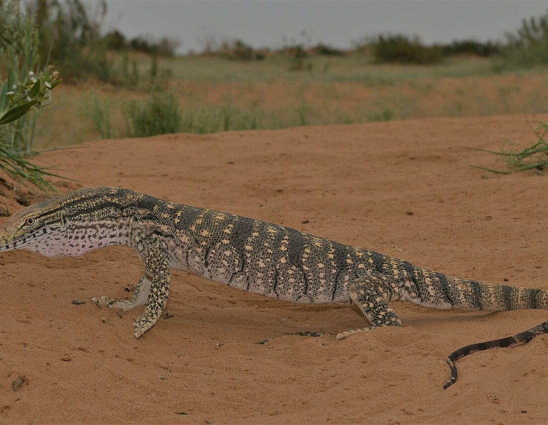 Desert Monitor reference