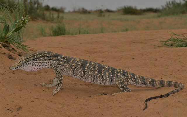 Desert Monitor reference