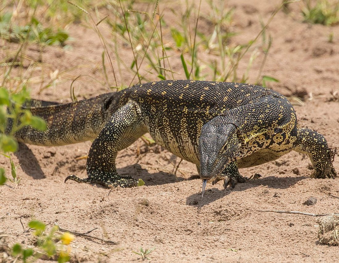Nile Monitor reference
