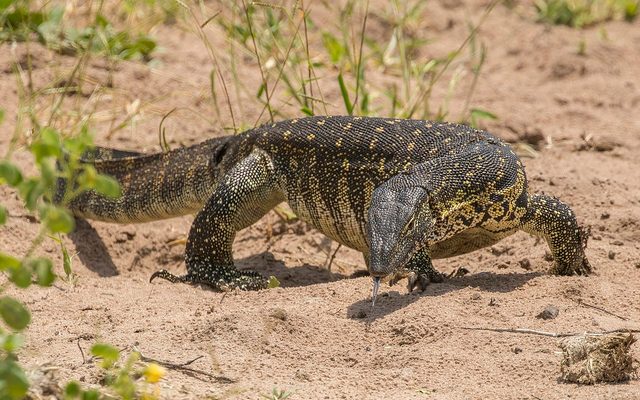 Nile Monitor reference