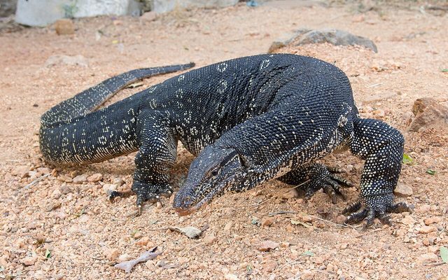 Asian Water Monitor reference
