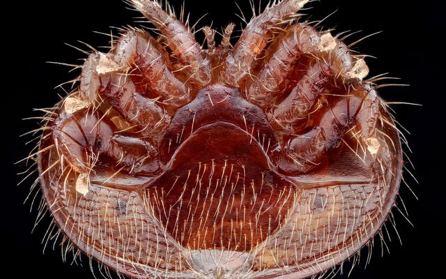 Varroa Mite reference