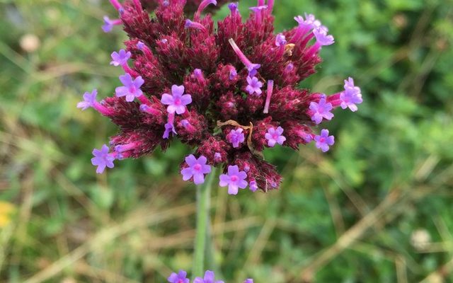 Purpletop Verbena reference