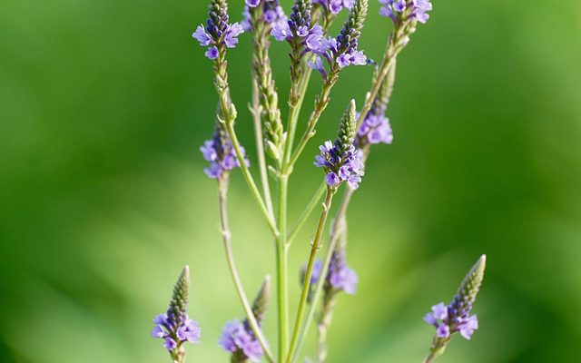 Blue Vervain reference