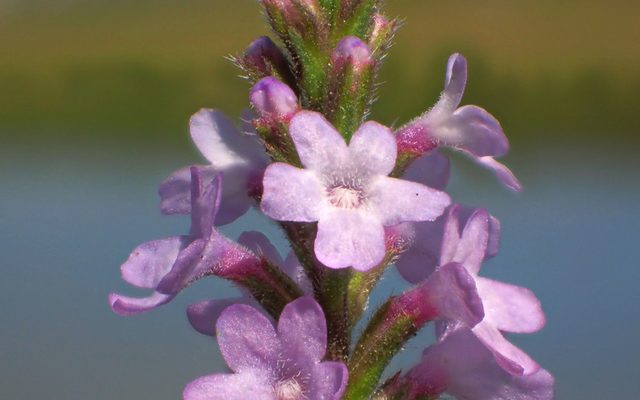 Common Verbena reference