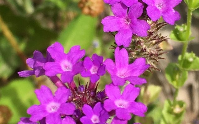 Slender Verbena reference