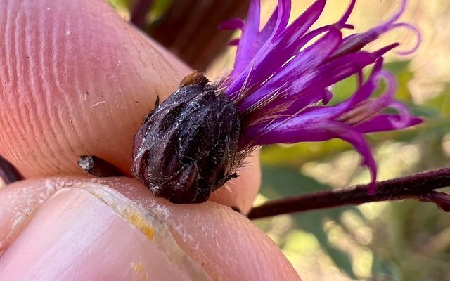 Giant Ironweed reference