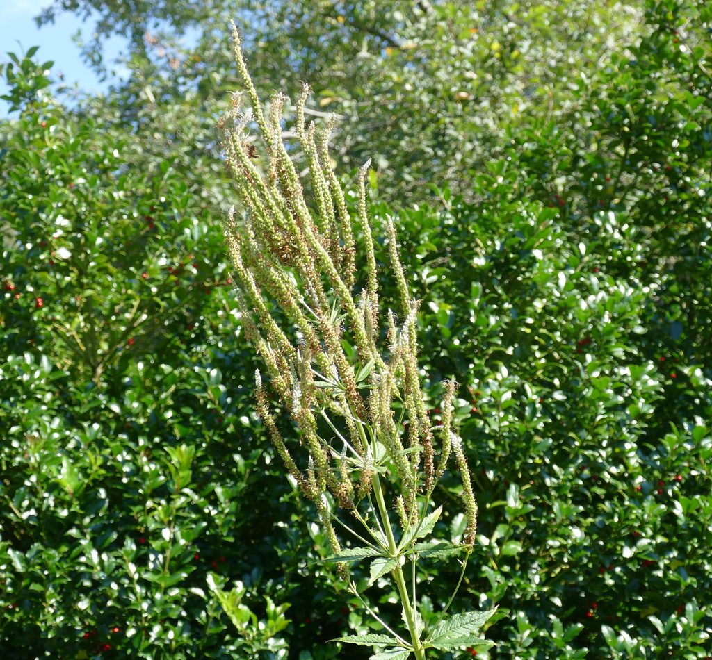 Culver's root reference