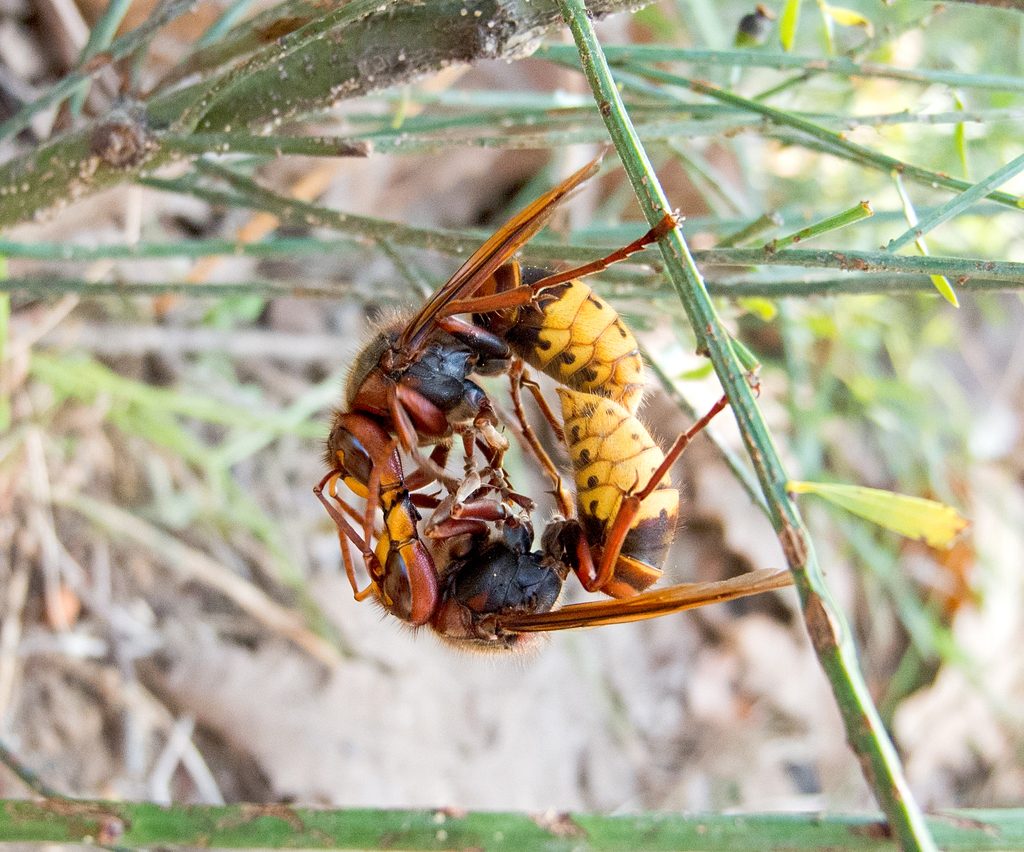 European Hornet reference