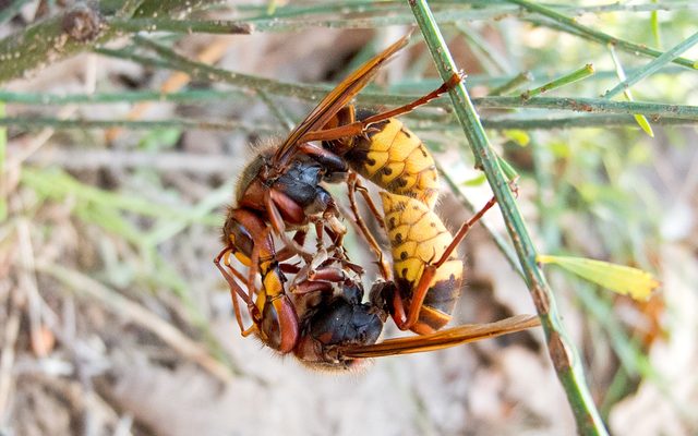 European Hornet reference