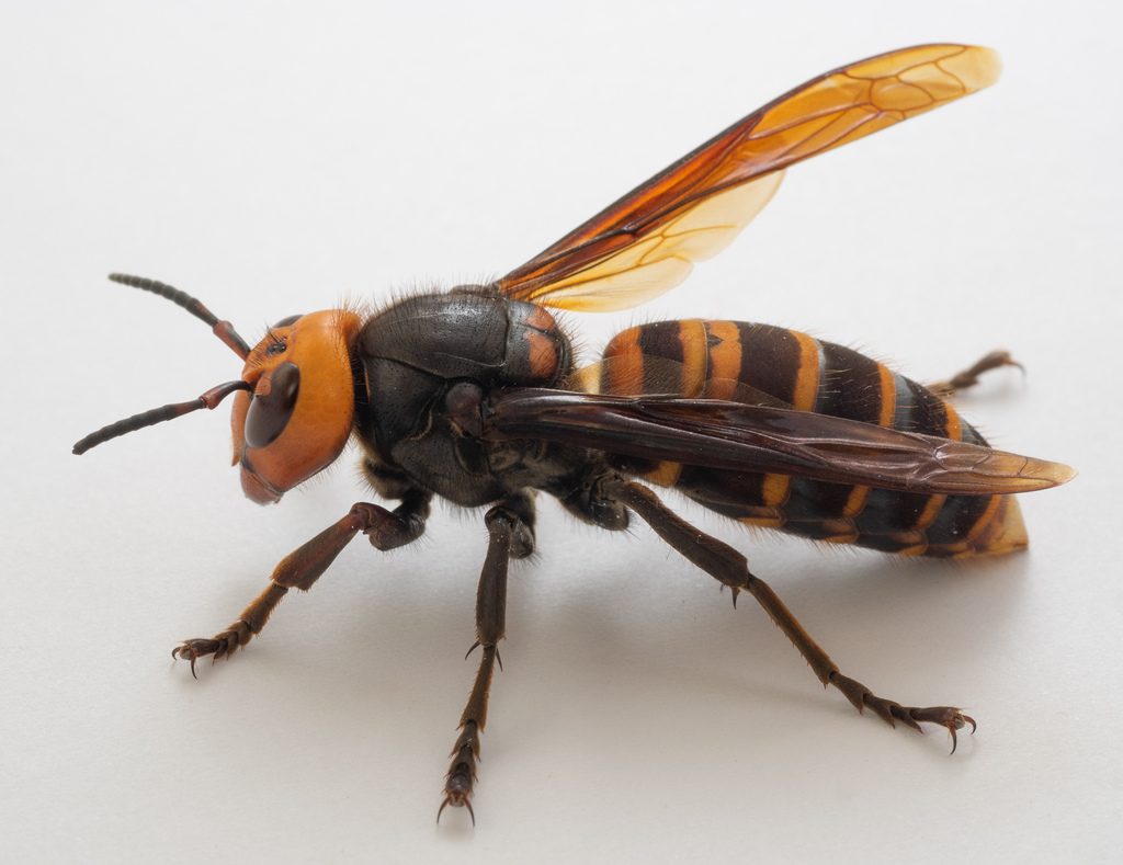 Asian Giant Hornet reference