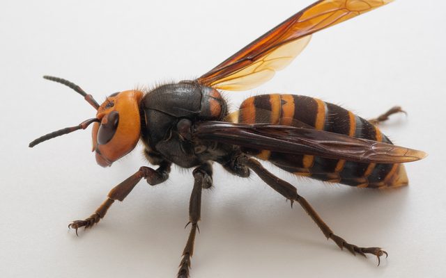 Asian Giant Hornet reference