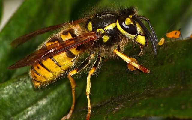 German Yellowjacket reference