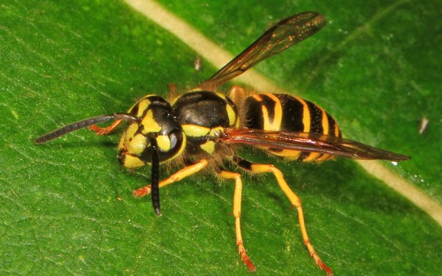 Eastern Yellowjacket reference