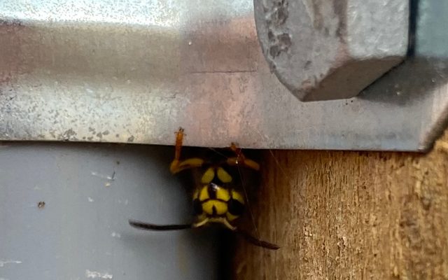 Southern Yellowjacket reference