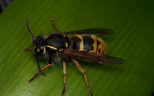 Common Wasp reference