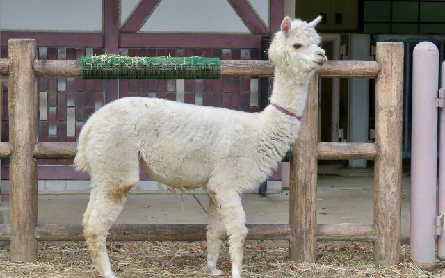 Alpaca reference