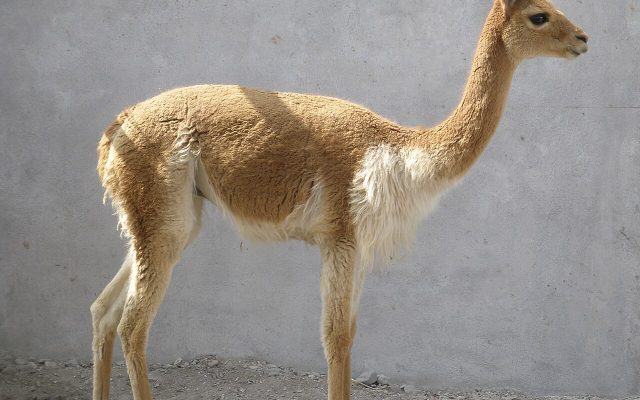 Vicuña reference