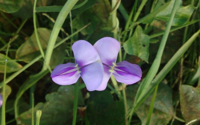 Cowpea reference