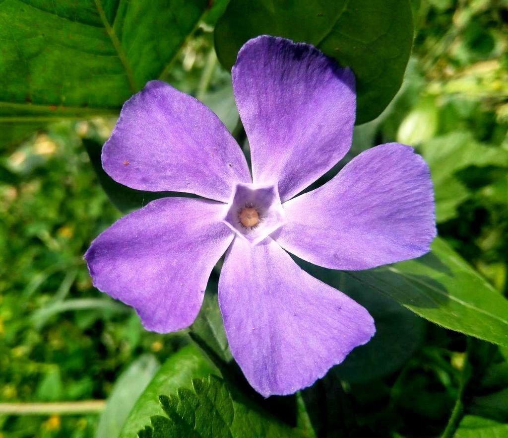greater periwinkle reference