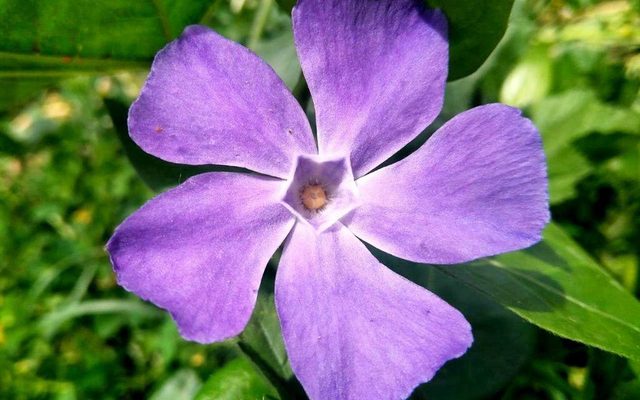 Greater Periwinkle reference