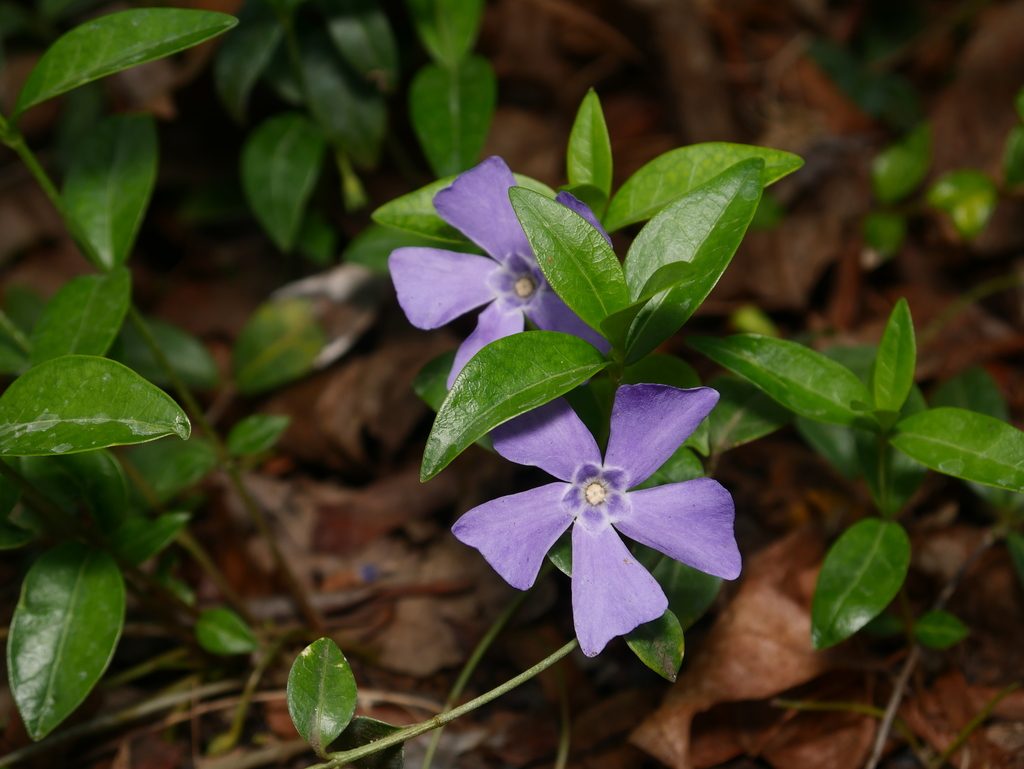 lesser periwinkle reference