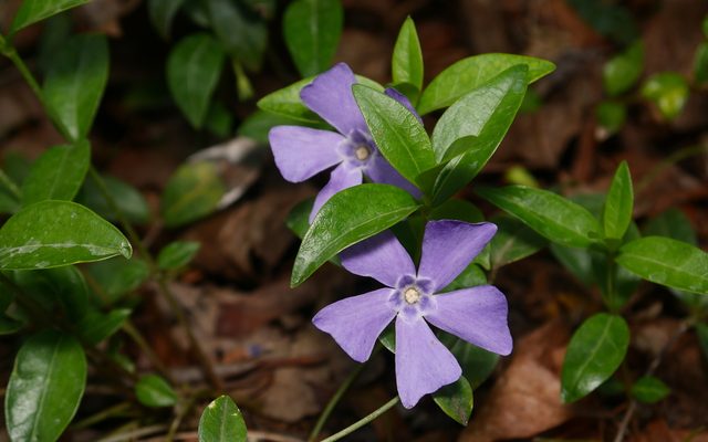 Lesser Periwinkle reference