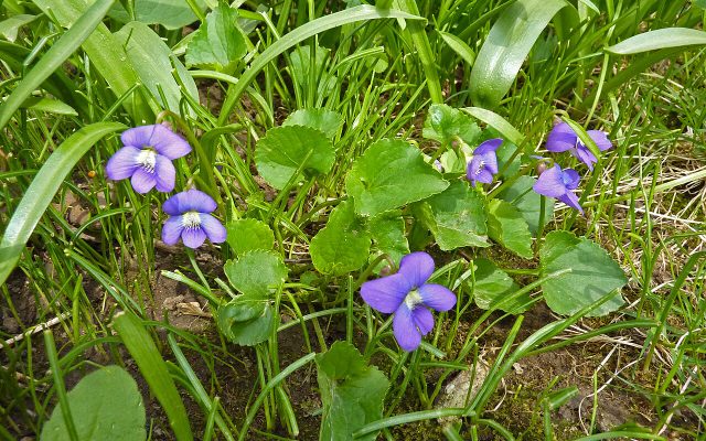 Common Blue Violet reference