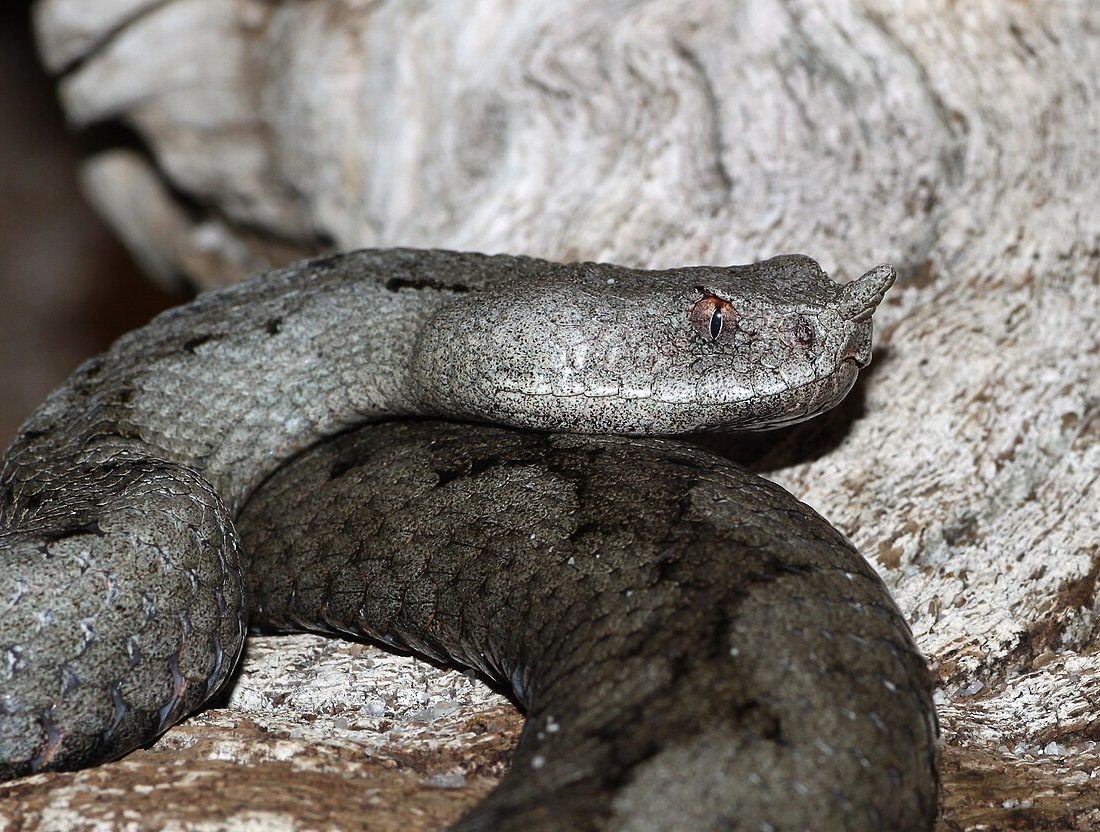 Nose-horned Viper reference