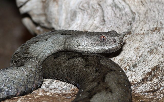 Nose-horned Viper reference
